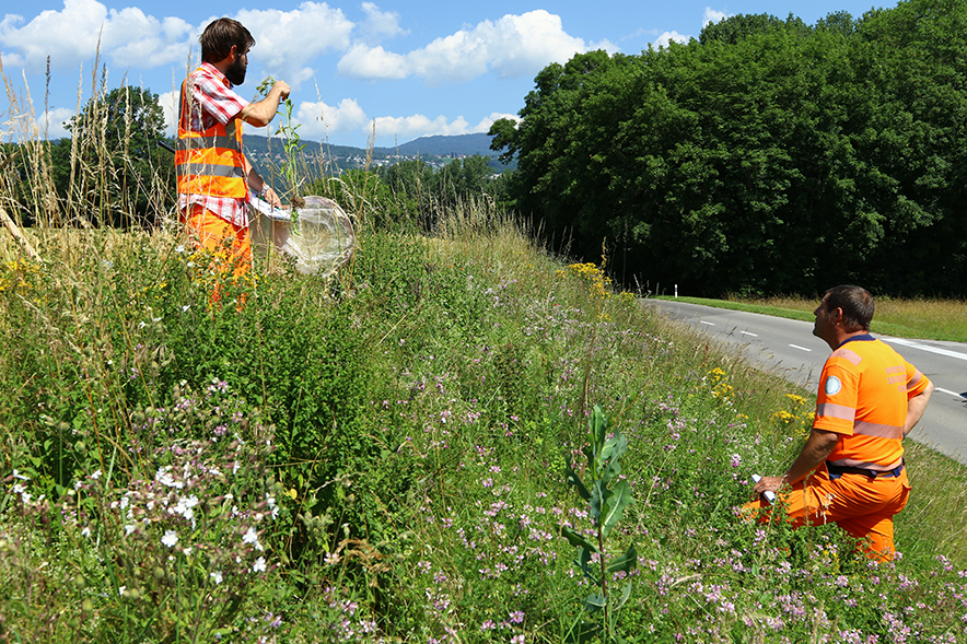 Deux personnes vêtues de couleur orange haute visibilité de la Direction générale de la mobilité et des routes travaillent dans un talus herbeux rempli de fleurs, au bord d'une route, un jour de beau temps.