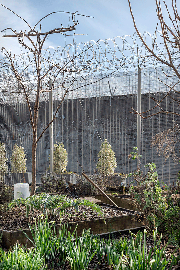 Un jardin, avec au second plan le grand mur d'enceinte derrière de hautes grilles et surmonté de barbelés.
