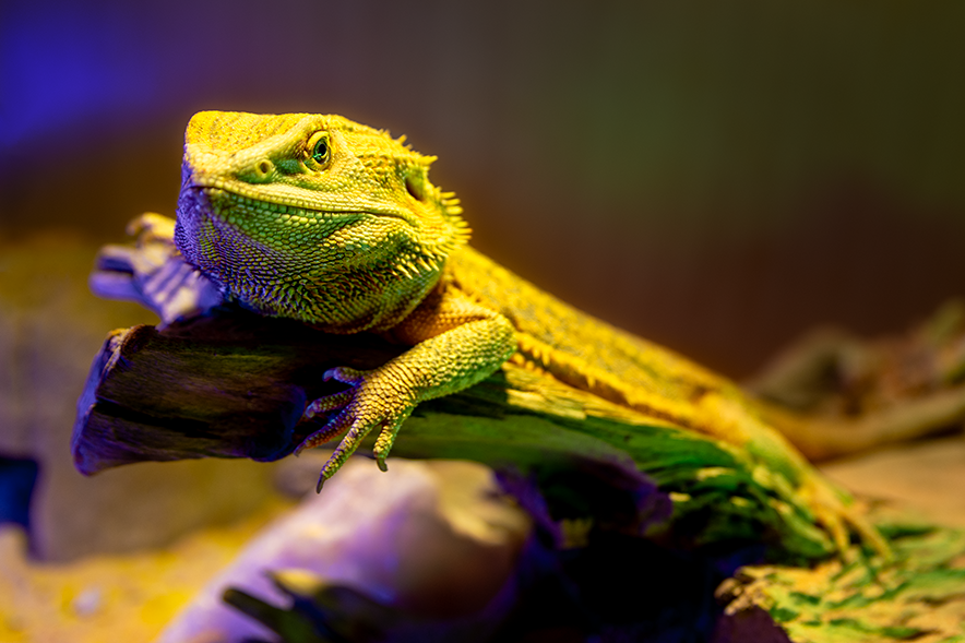 L'animal semble fixer l'objectif, juché sur une branche.