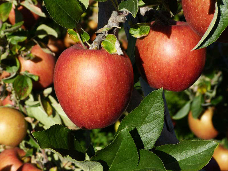 De nombreuses variétés de pommes peuvent être commandées ou achetées sur place lors des portes ouvertes 
