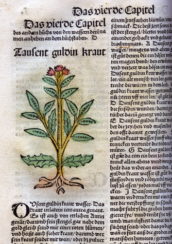 Début d'un chapitre. Le texte voisine avec le dessin d'une plante aux fleurs rouges et feuillage coloré en vert. 