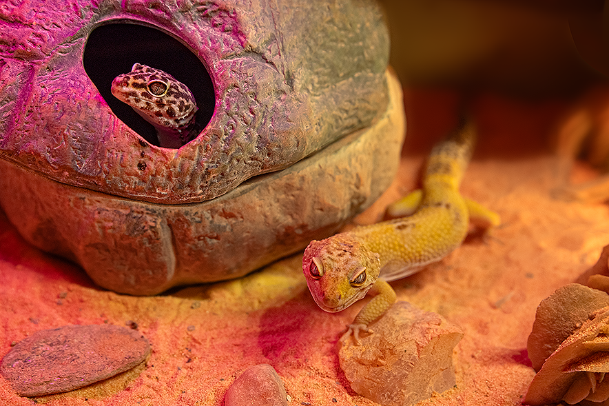 Les animaux dans leur terrarium. On ne voit que la tête du gecko léopard à travers un trou de son abri.